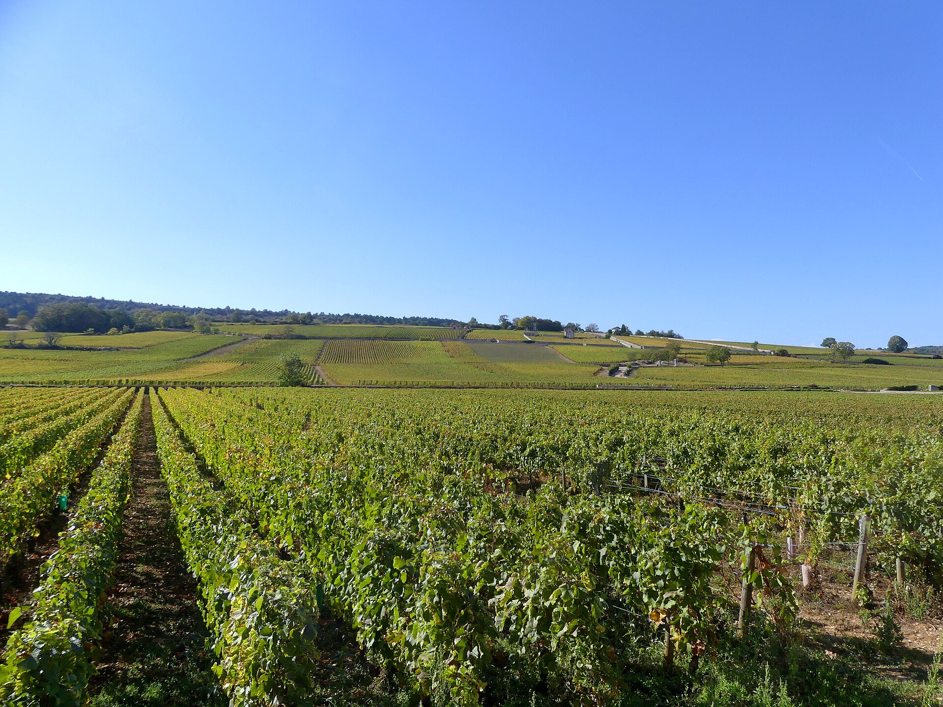 Autumn vineyards near Meursault, Burgundy